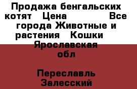 Продажа бенгальских котят › Цена ­ 20 000 - Все города Животные и растения » Кошки   . Ярославская обл.,Переславль-Залесский г.